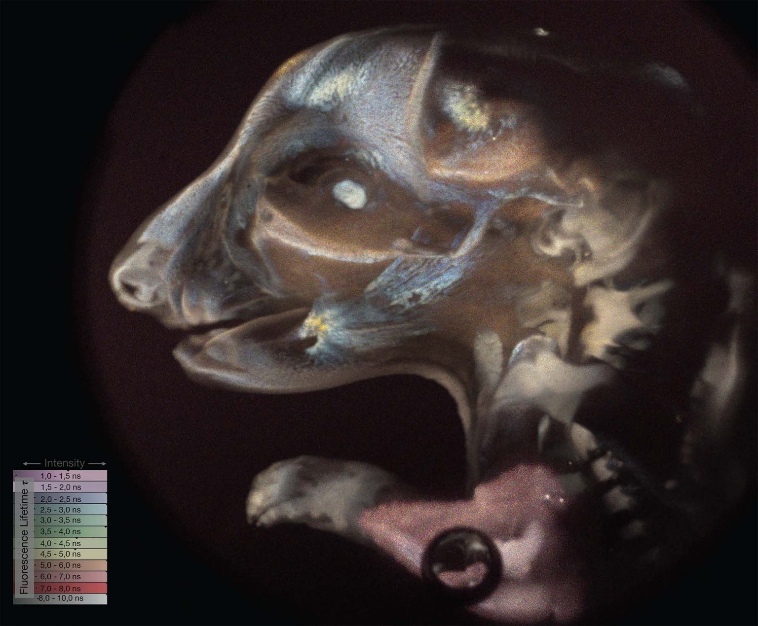 ライトシート顕微鏡で撮影されたラットの胚