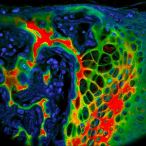 マウス胚組織の自家蛍光2
