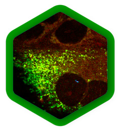 PicoQuant_icon-fs-laser
