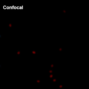 PicoQuant_confocal_fluorescence_image