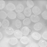 Scigentec_pellet_translucent