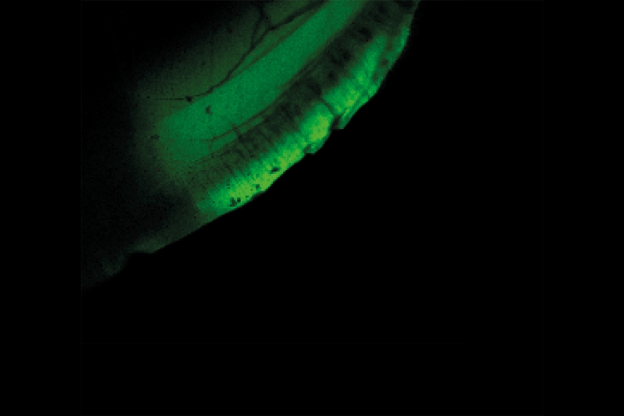 PicoQuant photocatalysis